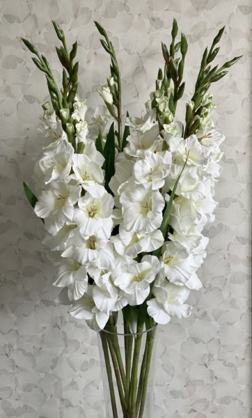 Vit Gladiolus med gröna blad och lång stjälk