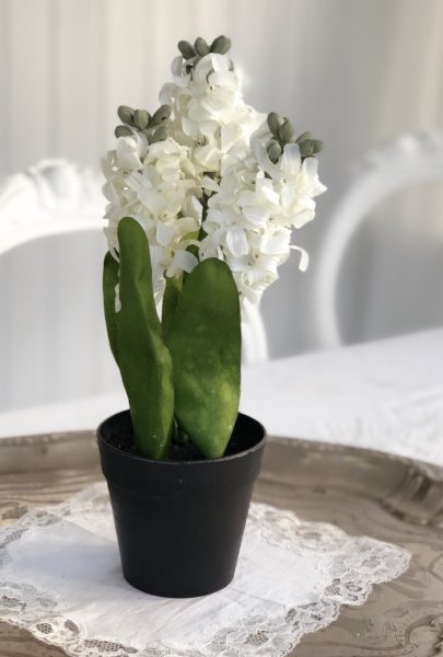 Vit hyacint i kruka. Modell om tre utslagna blommor i olika höjder med gröna blad. Verklighetstrogen konst blomma i vacker välar