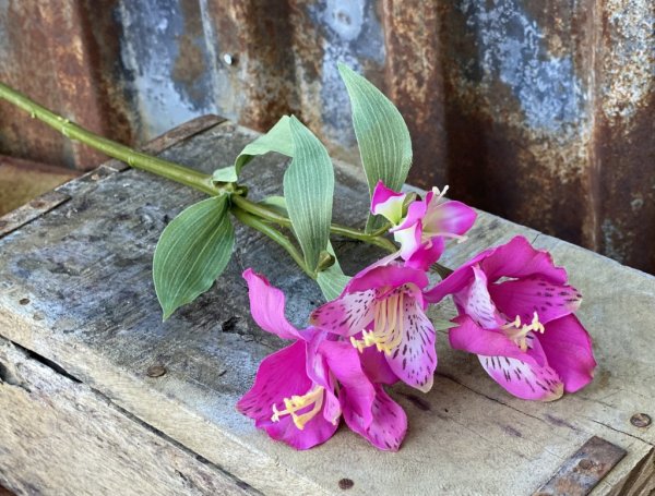 Alstromeria blomma en vacker och elegant blomma med klock formade blommor och gröna blad. Blommorna går i en fin mix av mörkrosa