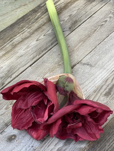 Vacker mörkröd Amaryllis med lång kraftig stjälk. Utan lök i så kallad snittblomma för vaser och buketter tex. Med flera blommor