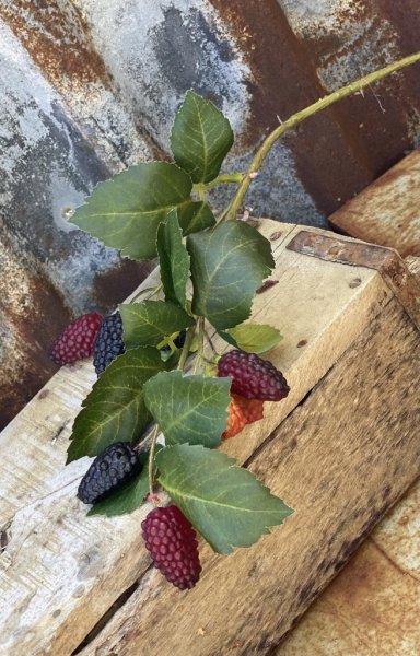 Konstgjord gren/kvist med Björnbär i olika mognadsgrad/färg. Med flera bär och gröna blad. Lång gren/kvist som man kan sätta i e