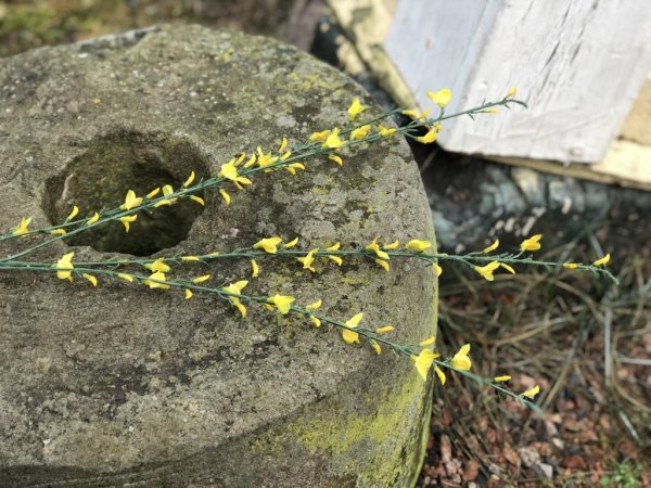 Gnist med gula blommor och gröna blad. En vacker dekorations kvist som är lika vacker ensam som i en bukett tillsammans med andr