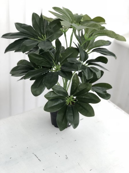 Grön Paraplyaralia / Schefflera blomma /växt i kruka