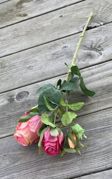 Vacker aprikos rosa ros / buskros kvist med flera blommor och gröna blad. Välarbetad vacker konstgjord ros med hög verklighets t
