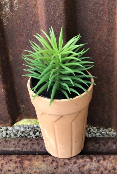 Grön spretig echeveria blomma/växt i kruka. En stilfull lättplacerad blomma i mindre modell som passar lika bra ensam i en ytter