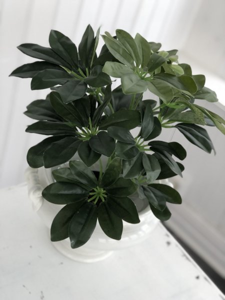 Grön Paraplyaralia / Schefflera blomma /växt i kruka