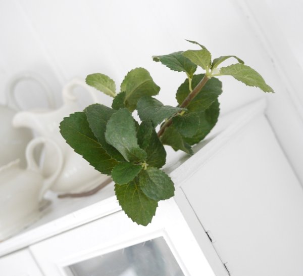 Mynta kvist kryddväxt att dekorera med. vacker och verklighetstrogen konstväxt med gröna blad och stam. Med ståltråd inuti så m