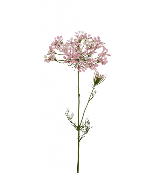 Vacker vit Allium blomma i högre större utslagen modell. En vacker blomma som gör sig lika vacker ensam som till utfyllnad i en