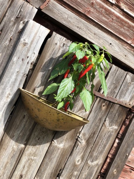 Viola väggkruka i antik modell, tillverkad i plåt och går i en lätt ruffig nyans av antik guld . Oval båt formad i modellen med