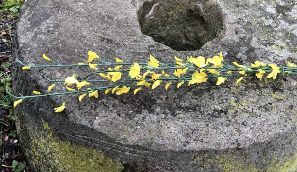 Gnist med gula blommor och gröna blad. En vacker dekorations kvist som är lika vacker ensam som i en bukett tillsammans med andr