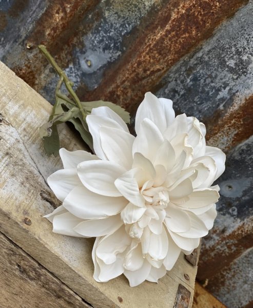 Vacker Dahlia modell cream med mjukt murrigt gröna blad. I fyllig fin modell som gör sig lika bra ensam som tillsammans med and