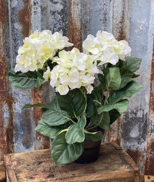 Vit Hortensia i kruka. Står i en plastad innerkruka som med fördel kan ställas i en större blomkruka alt uran. Välarbetad och de