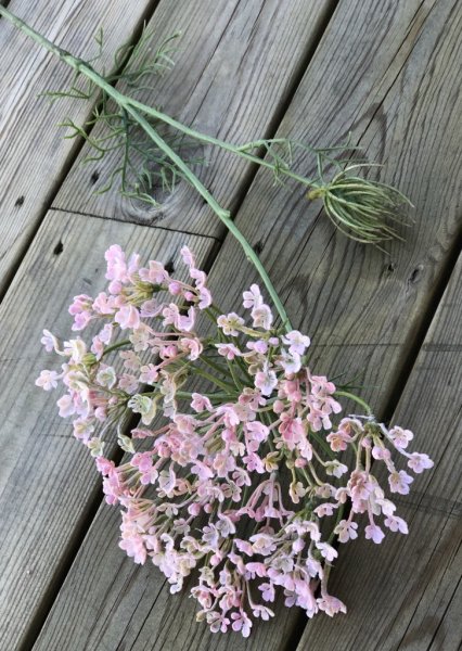 Vacker rosa Allium blomma i högre större utslagen modell. En vacker blomma som gör sig lika vacker ensam som till utfyllnad i en