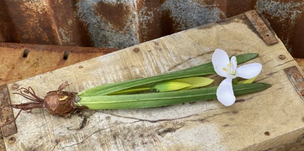 Vit snödroppe med lök. Dubbla blommor med gröna blad. Vacker att ställa i en klar vas och låta rötterna falla fritt, eller att s