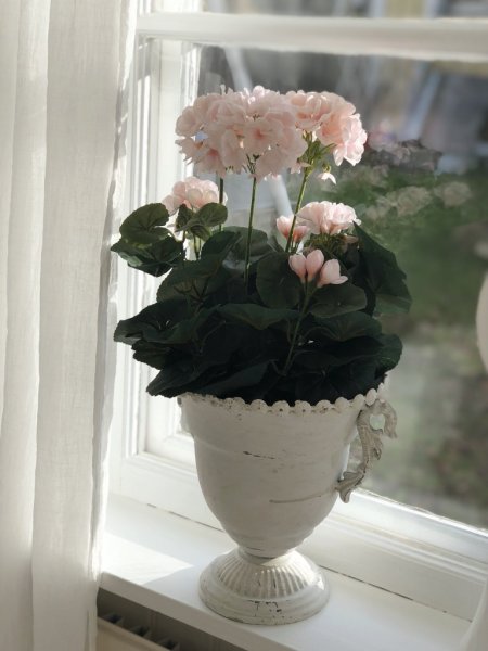 Verklighetstrogen konstgjord rosa pelargon i kruka. I tät modell med många blommor och gröna blad. Pelargonen står i en vanlig s