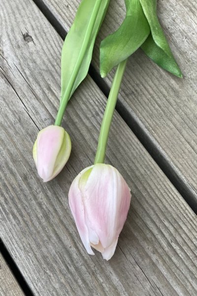 Tulpan med gröna blad olika nyanser