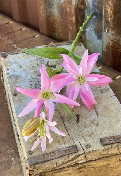 Vacker rosa lilja med utslagen blomma och knopp samt flera gröna blad. Välarbetad och verklighetstrogen konstblomma. Gör sig lik