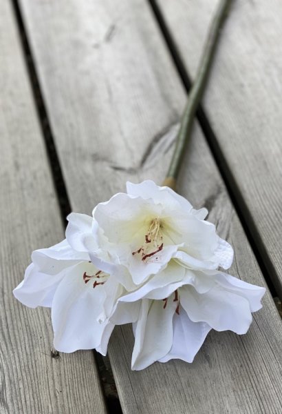 Vacker vit Amaryllis med lång stjälk. Utan lök i så kallad snittblomma för vaser och buketter tex. Med flera blommor i olika sto