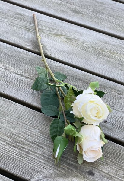 Vacker vit ros / buskros kvist med flera blommor och gröna blad. Lätt cream vit med två nyanser av vitt. Välarbetad vacker konst