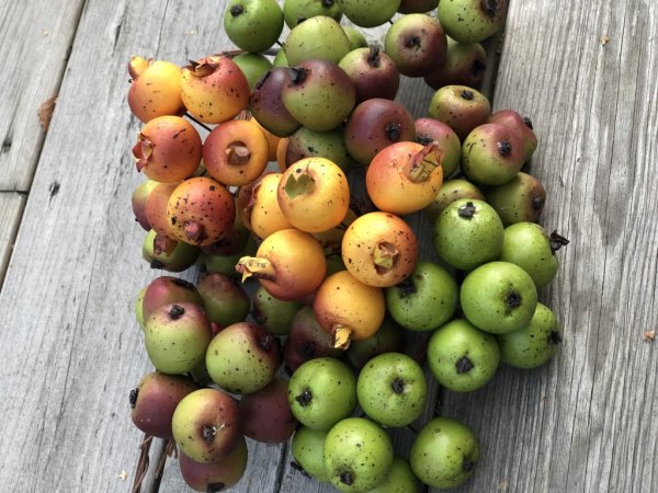 Höst frukter att dekorera, pynta och pyssla med. I mindre modell med ståltråd så man kan vira/linda eller sticka ner frukterna i