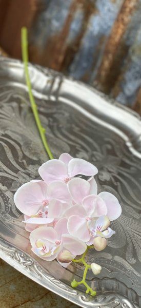 Rosa Orkidé Phalaenopsis kvist med flera blommor. Att dekorera med ensam i en vas eller i ett bukett / arrangemang med flera an