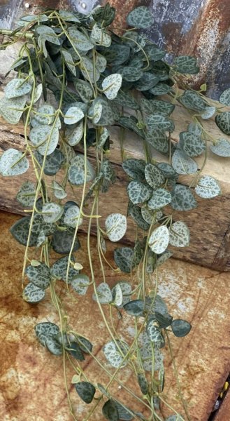 Ceropegia kvist/ bukett hjärtan på tråd kvist/bukett i fyllig fler grenad modell att dekorera med. Konstgjord välarbetad i verkl