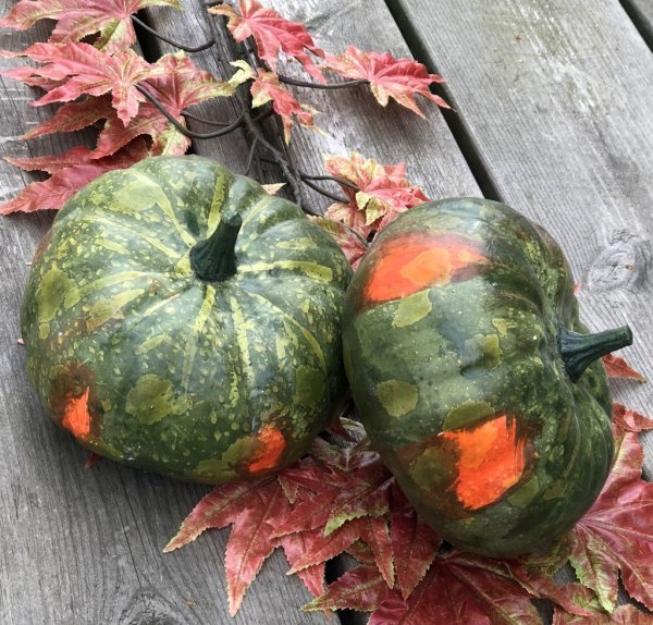 Grön och orange höst pumpa i verklighetstrogen, välarbetad, konstgjord modell. Att dekorera och pynta med, ensam eller i ett arr