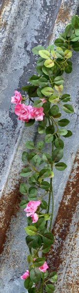 Ros girlang att dekorera, pynta, pyssla och duka med tex. I tät modell med många gröna blad och mindre rosa rosor. Välarbetad oc