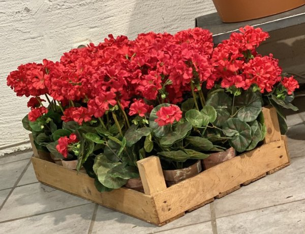 Verklighetstrogen konstgjord pelargon i kruka. I tät modell med många blommor och gröna blad. Krukan är designad att se gammal o