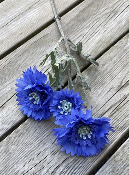 Blåklint vacker sommar blomma med flera större blommor, små blad och lång stjälk. Lika fin ensam som tillsammans med andra blomm