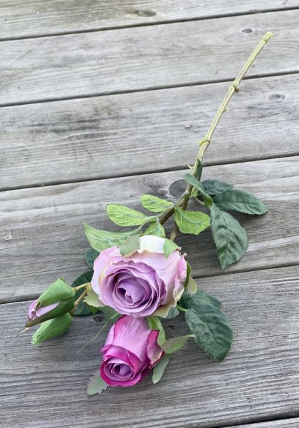 Vacker lila ros / buskros kvist med flera blommor och gröna blad. Går i två nyanser av lila mixad mörk lila och ljus lila. Välar