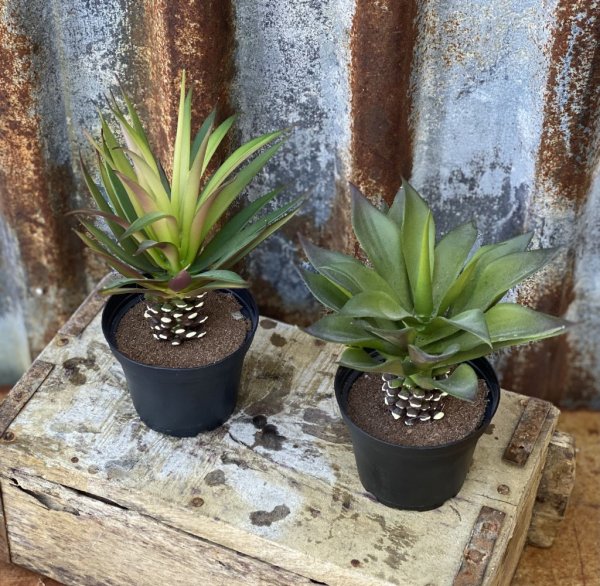 Grön succulent växt i kruka. Verklighetstrogen, välarbetad konstgjord växt. Finns i tre modeller -Med gröna långa blad -Med ljus