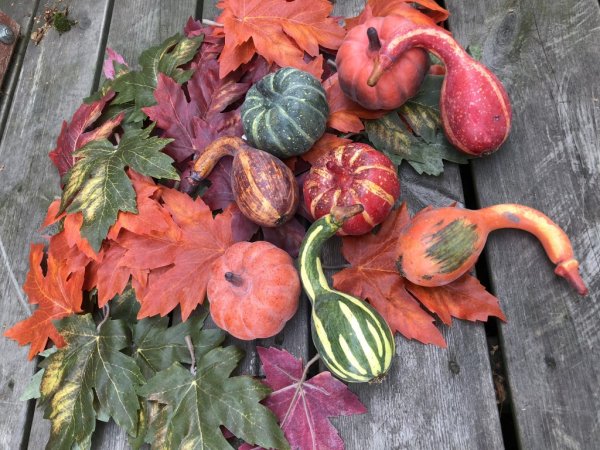 Höst pumpor i olika modeller, välarbetade och vackra i konstgjord mindre modell. Att dekorera med i ett arrangemang av blommor e