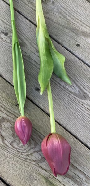 Vacker tulpan med gröna blad. Konstgjord modell med krispig verklighets känsla. Finns i två modeller och sex olika nyanser -Vi