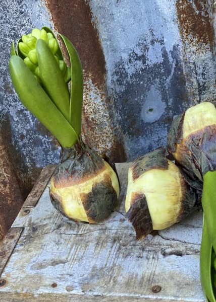 Hyacint i knoppig modell med lök