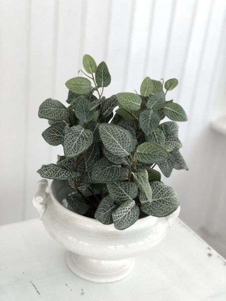 Grön Åderblad / Fittonia blomma /växt i kruka. I kraftiga fyllig modell med flera blad med vackert ådrigt mönster. Välarbetad o