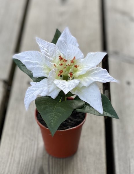 Vacker vit mindre julstjärna i kruka. Välarbetad och verklighetstrogen konstgjord modell i plastad innerkruka. Passande att plac