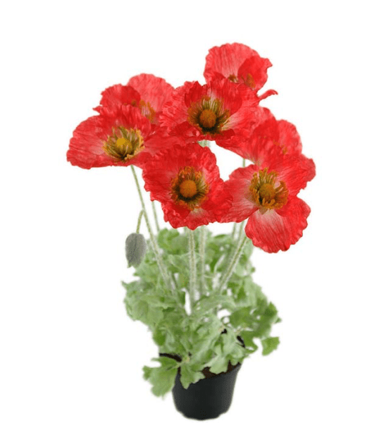 Röd vallmo i kruka med flera blommor 