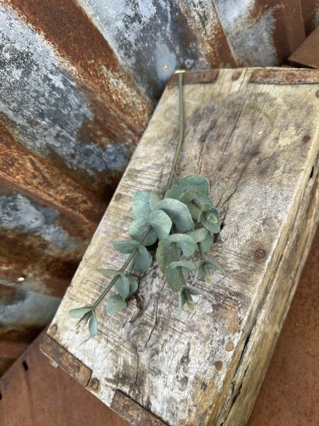 Grön fler grenad eucalyptus kvist 