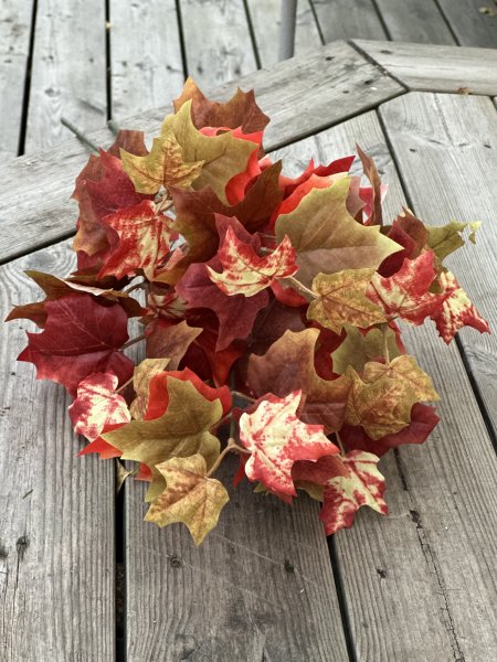 Höstgren med löv / höstlöv i vackra nyanser