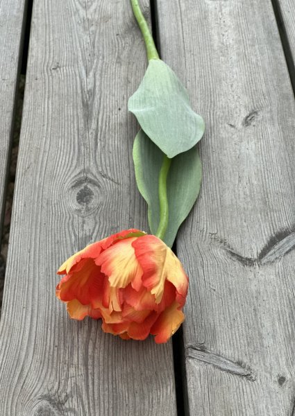 Orange tulpan papegojtulpan med gröna blad