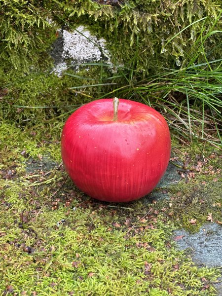 Rött mörkrött större äpple