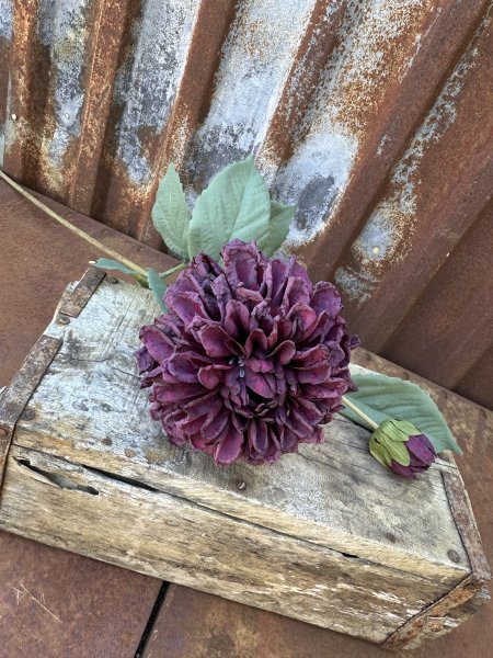 Vacker dahlia i mörklila nyans 