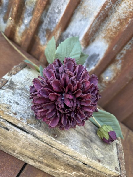 Vacker dahlia i mörklila nyans 
