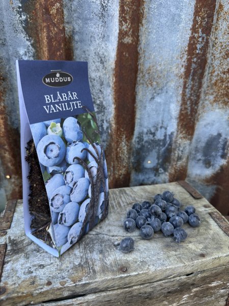 Te med smak av blåbär och vanilj 