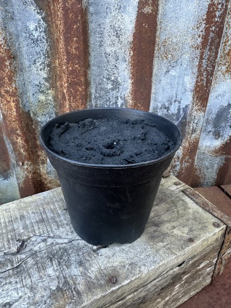 Svart kruka för blommor 