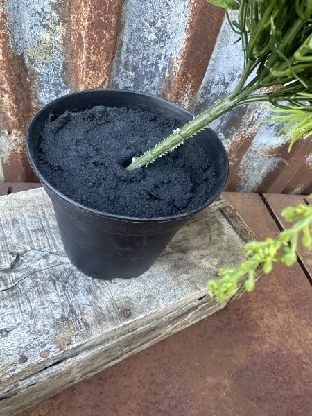 Svart kruka för blommor 