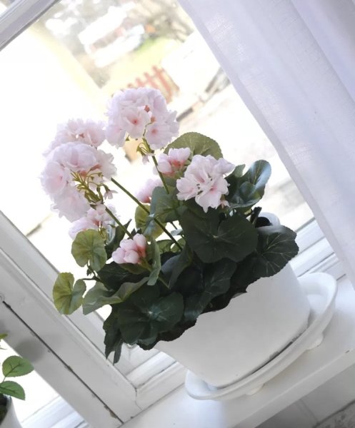 Rosa pelargon i kruka sommar vacker