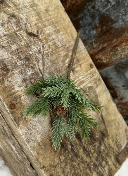 Mindre grön grankvist med kotte