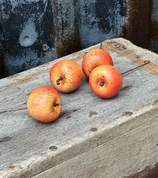 Rött höst äpple med gul rodnad på stick